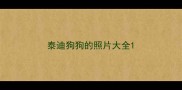 泰迪狗狗的照片大全