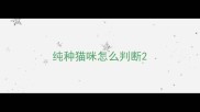 纯种猫咪怎么判断