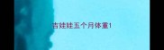 吉娃娃五个月体重