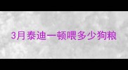 3月泰迪一顿喂多少狗粮