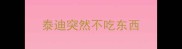 泰迪突然不吃东西