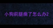 小狗前腿瘸了怎么办