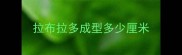 拉布拉多成型多少厘米
