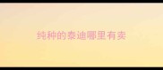 纯种的泰迪哪里有卖
