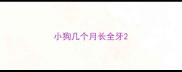 小狗几个月长全牙