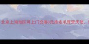 免费领养小泰迪北京上海地区可上门交接0元抱走毛茸茸天使附领养全流程指南