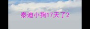 泰迪小狗17天了