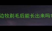 边牧剃毛后能长出来吗