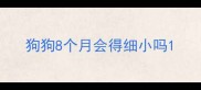 狗狗8个月会得细小吗
