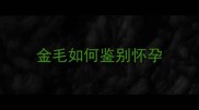 金毛如何鉴别怀孕