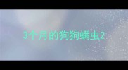 3个月的狗狗螨虫