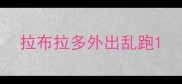 拉布拉多外出乱跑