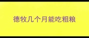 德牧几个月能吃粗粮