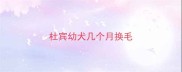 杜宾幼犬几个月换毛