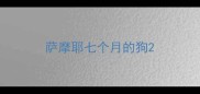 萨摩耶七个月的狗