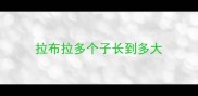 拉布拉多个子长到多大