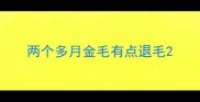两个多月金毛有点退毛