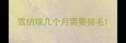 雪纳瑞几个月需要拔毛