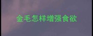 金毛怎样增强食欲