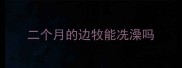 二个月的边牧能冼澡吗
