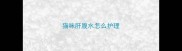 猫咪肝腹水怎么护理