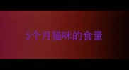5个月猫咪的食量