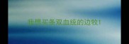 我想买条双血统的边牧