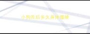 小狗死后多久身体僵硬