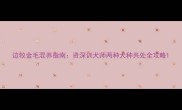 边牧金毛混养指南资深训犬师两种犬种共处全攻略