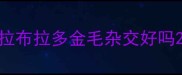 拉布拉多金毛杂交好吗