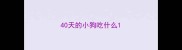 40天的小狗吃什么