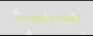 10个月杜宾怎么训练