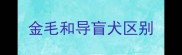 金毛和导盲犬区别