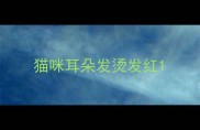 猫咪耳朵发烫发红