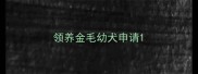 领养金毛幼犬申请