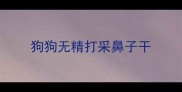 狗狗无精打采鼻子干