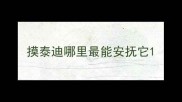 摸泰迪哪里最能安抚它