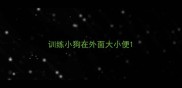 训练小狗在外面大小便
