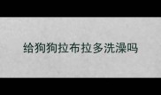 给狗狗拉布拉多洗澡吗