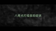 八哥犬打疫苗后症状