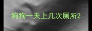 狗狗一天上几次厕所