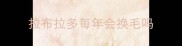 拉布拉多每年会换毛吗