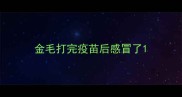 金毛打完疫苗后感冒了