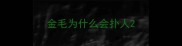 金毛为什么会扑人