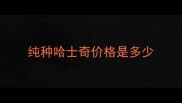 纯种哈士奇价格是多少