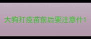 大狗打疫苗前后要注意什