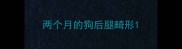 两个月的狗后腿畸形