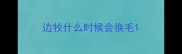 边牧什么时候会换毛