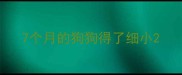 7个月的狗狗得了细小