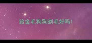 给金毛狗狗剃毛好吗